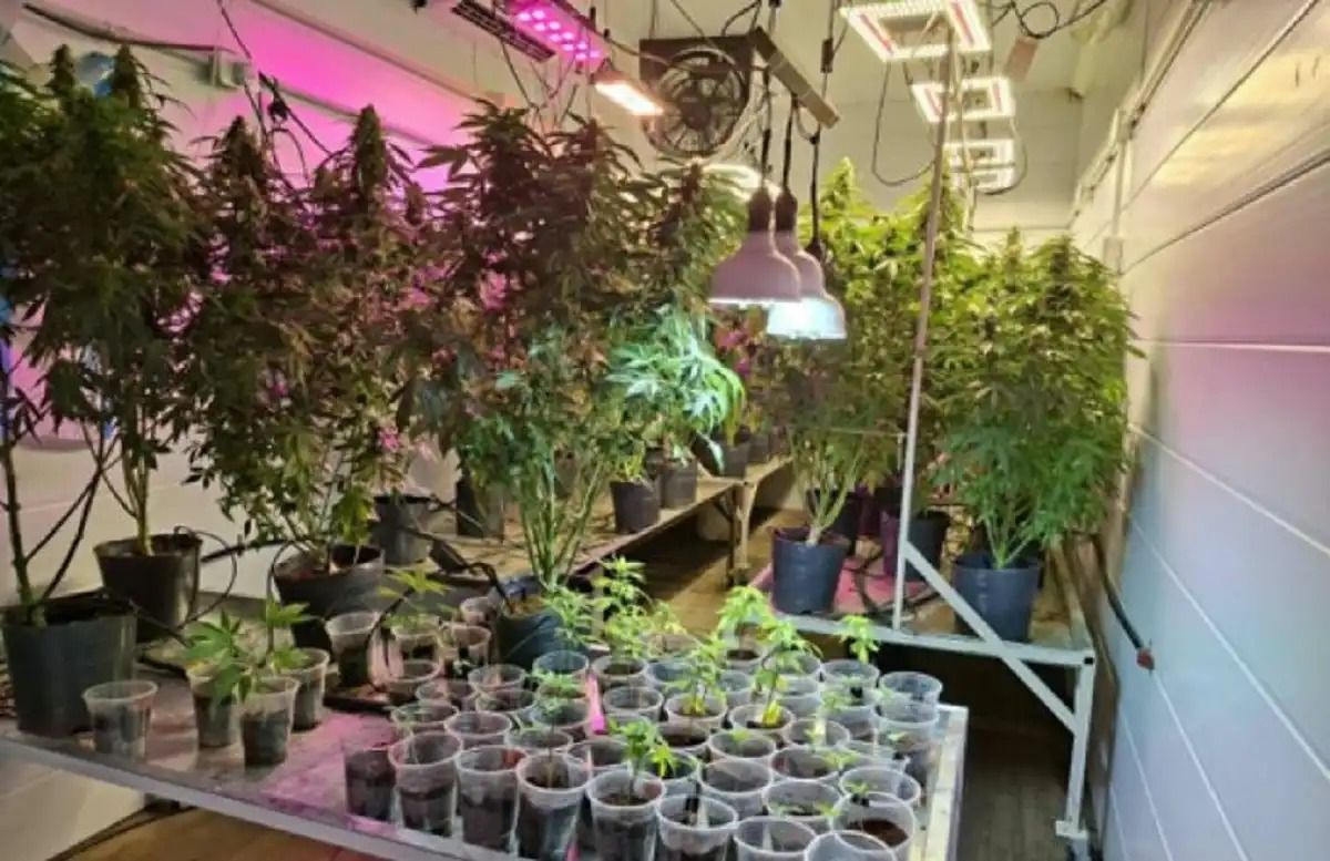 PROTECCIÓN. Un juez ordenó que se cuidaran las plantas hasta se resolviera la situación de fondo.