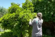 Abre la inscripción al curso de Monitoreo de Campo del Senasa