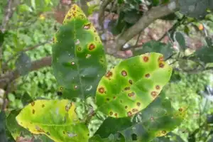 Consejos de la Eeaoc para proteger el limón de enfermedades durante las lluvias de primavera