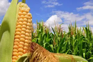 El maíz, ese cultivo vital para el NOA