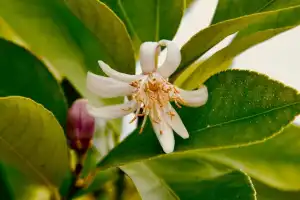 La floración del limonero evoluciona como el año pasado