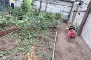 Roban plantas de marihuana de un lugar con consigna policial