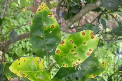 Consejos de la Eeaoc para proteger el limón de enfermedades durante las lluvias de primavera
