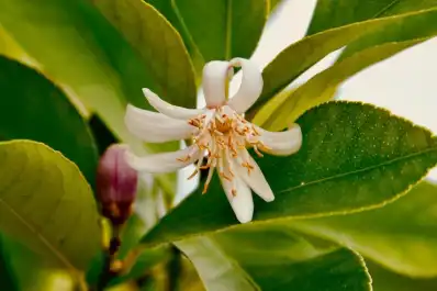 La floración del limonero evoluciona como el año pasado