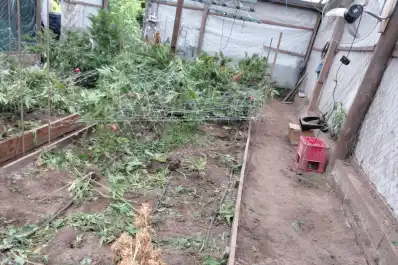 Roban plantas de marihuana de un lugar con consigna policial