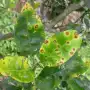 Consejos de la Eeaoc para proteger el limón de enfermedades durante las lluvias de primavera