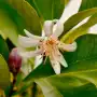 La floración del limonero evoluciona como el año pasado