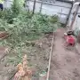 Roban plantas de marihuana de un lugar con consigna policial