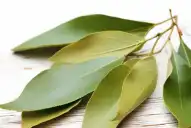 ¿Cómo usar hojas de laurel para ahuyentar las hormigas de la cocina?