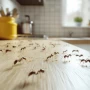 ¿Cómo usar hojas de laurel para ahuyentar las hormigas de la cocina?