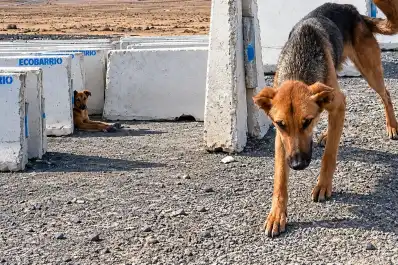 Encontró a una perrita sola en el desierto y tuvo que irse: al regresar, descubrió una escena conmovedora