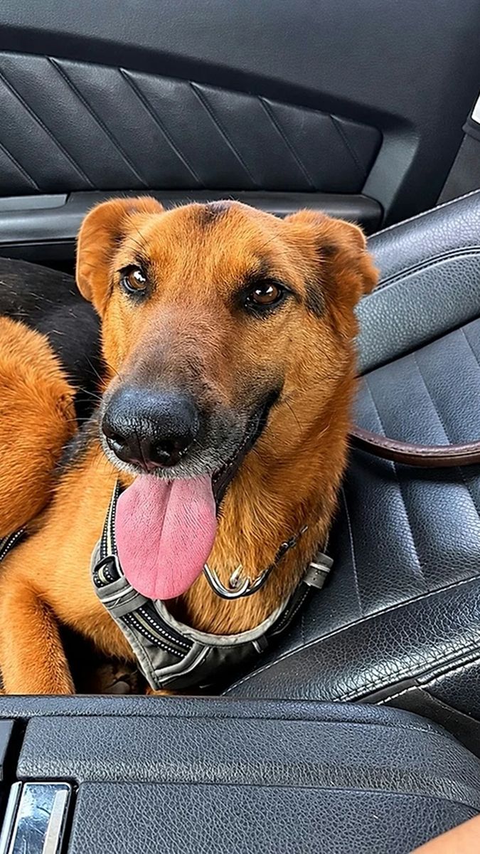 La perrita rescatada en un desierto chileno se llama Milagros 