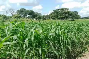 El área maicera se recuperó y alcanzó las 92.000 hectáreas