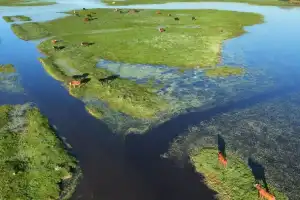 Fenómeno climático: evacuaron 147.500 vacunos y bubalinos de zonas anegadas del Litoral