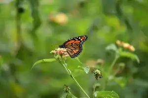 De las mariposas al cambio climático: la ecología ya no puede esperar