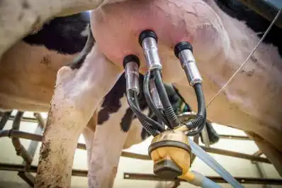 La leche argentina logra su mejor calidad en 12 años