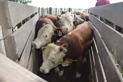 Previo a mover hacienda el Senasa exige controlar las garrapatas