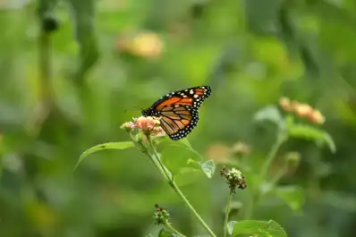 De las mariposas al cambio climático: la ecología ya no puede esperar