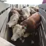 Previo a mover hacienda el Senasa exige controlar las garrapatas