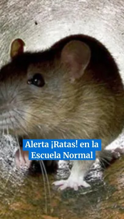 ¡Alerta ratas, en la Escuela Normal! “No podemos estudiar así”