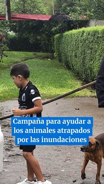 Inundaciones en Tucumán: cientos de animales atrapados y un pedido urgente de ayuda