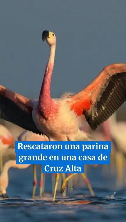 Parecido a un flamenco: rescataron una parina grande de una casa de La Florida, en Cruz Alta