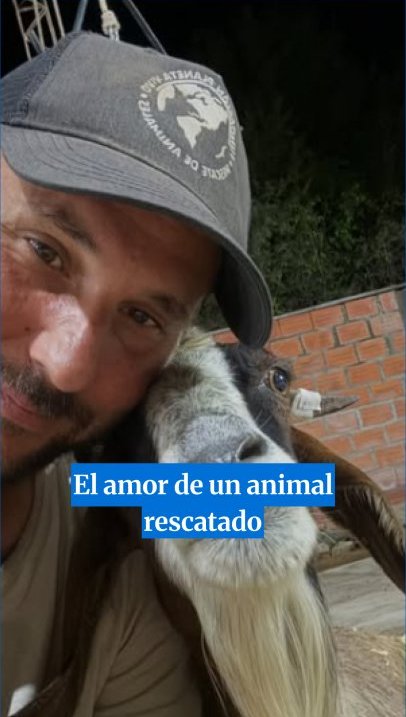 Rescate animal en Tucumán: la historia viral de la cabra Renata y la Fundación Planeta Vivo