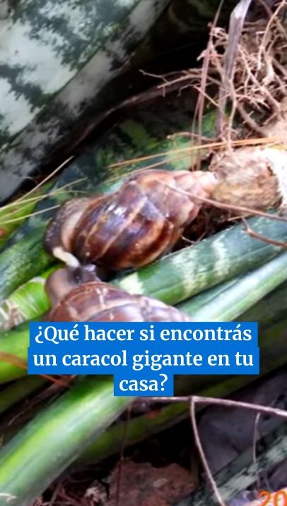 Alerta por la llegada a Tucumán del caracol gigante africano