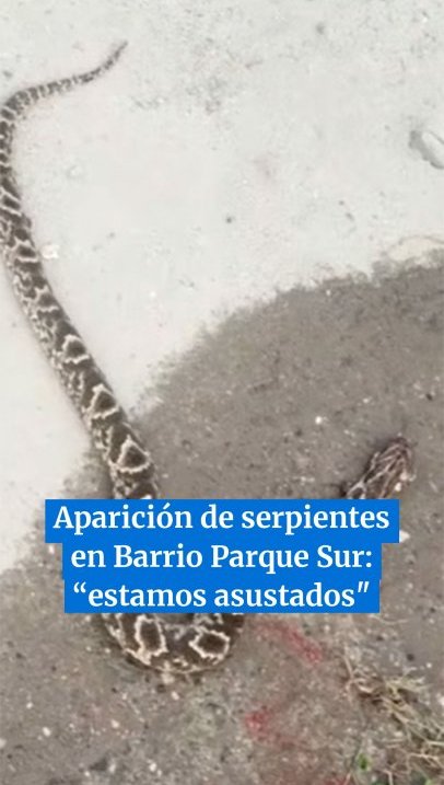 Aparición de serpientes en Barrio Parque Sur: “estamos asustados” #tucumán