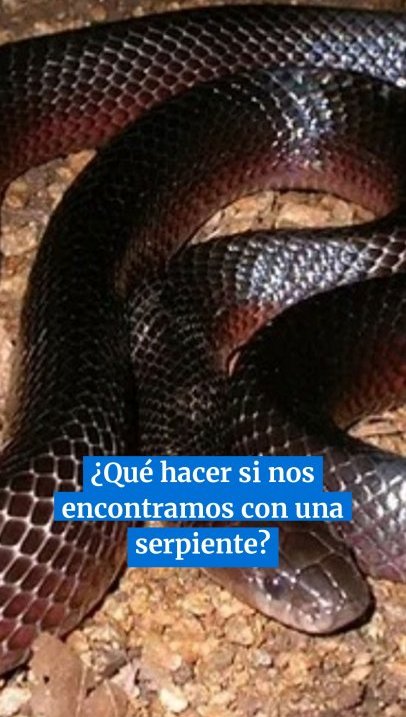 ¿Qué hacer si nos encontramos con una serpiente? #tucuman
