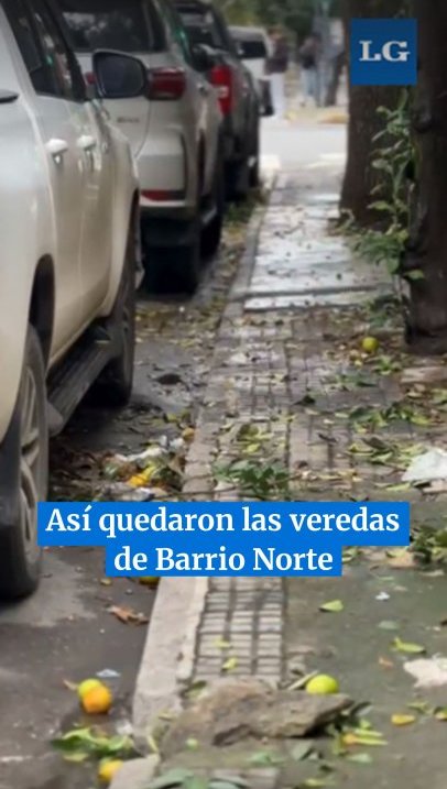 "Cosecha salvaje de naranjas": así quedaron las veredas de Barrio Norte
