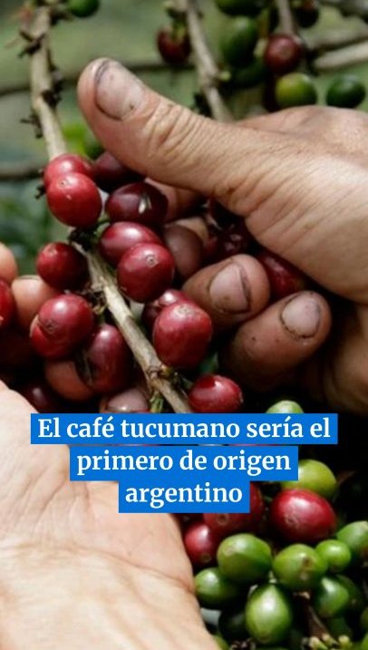 El café tucumano sería el primer café de origen argentino