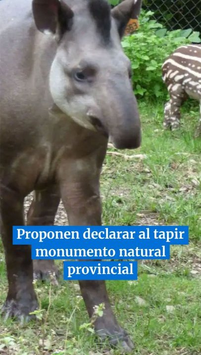 Iniciativa en Tucumán: proponen declarar al tapir monumento natural provincial