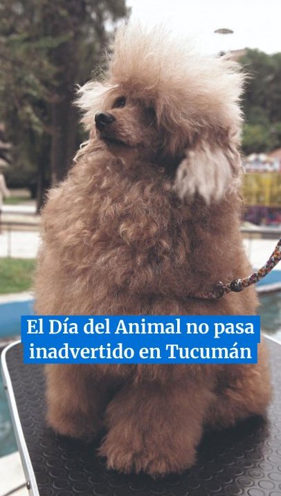 El Día del Animal no pasa inadvertido en Tucumán
