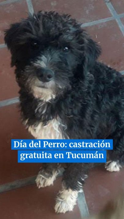 Día del Perro: castración gratuita en Tucumán
