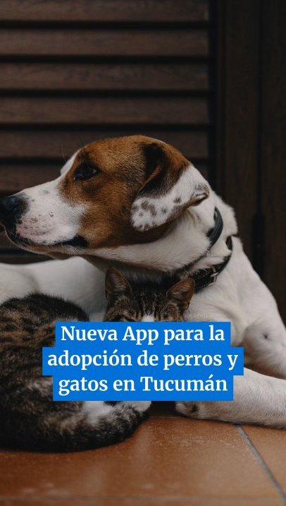 Nueva App para la adopción de perros y gatos en Tucumán