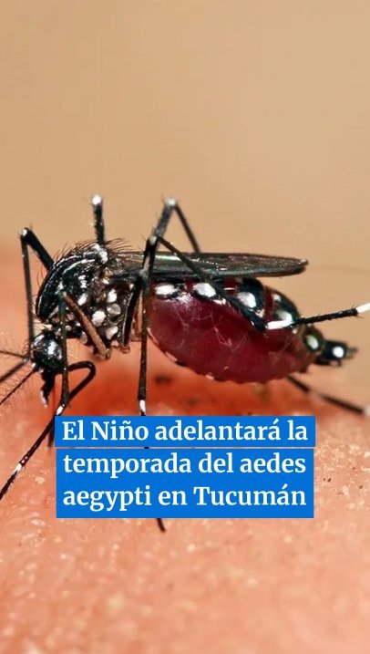 El Niño adelantará la temporada del aedes aegypti en Tucumán