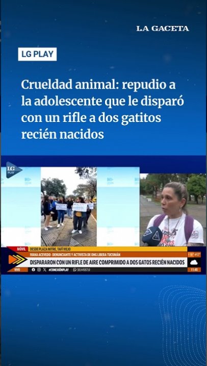 Repudio al joven que le disparó con un rifle a gatitos recién nacidos