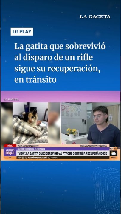 La gatita que sobrevivió al disparo de un rifle sigue su recuperación