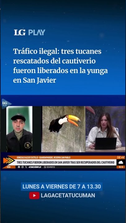Tres tucanes rescatados del cautiverio fueron liberados en la yunga de San Javier